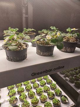 Цифровая Био-лаборатория для выращивания ягод – портал поставщиков НСППО - 7